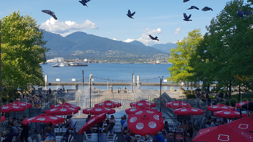 Looking across Vancouver harbour 
 Keywords: vancouver
harbour
canada
birds
pint
pub
restaurant
travel