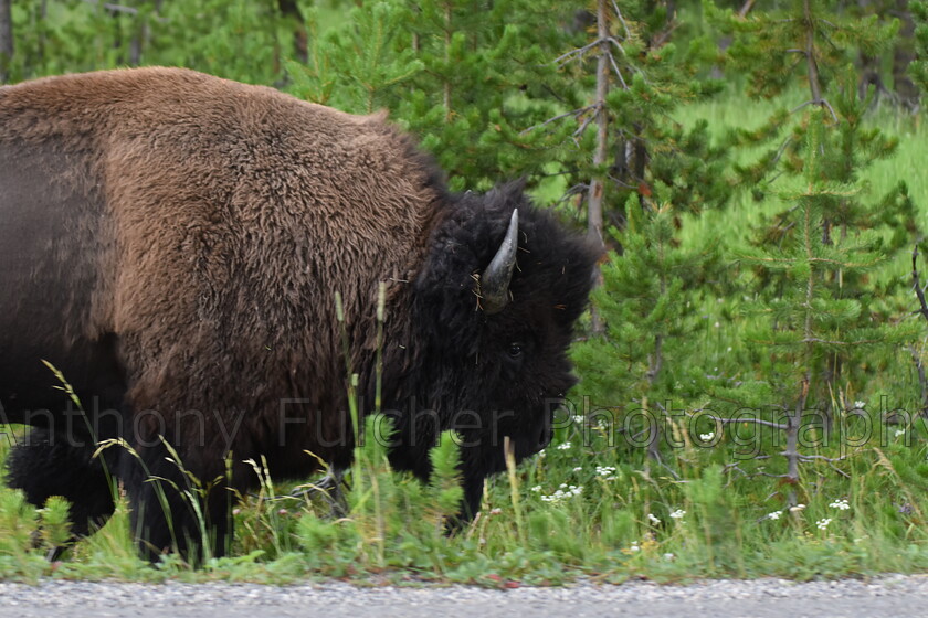 Bison 
 Bison on the roadside somewhere in Canada 
 Keywords: Canada, bison, roadside, nature, animal, travel