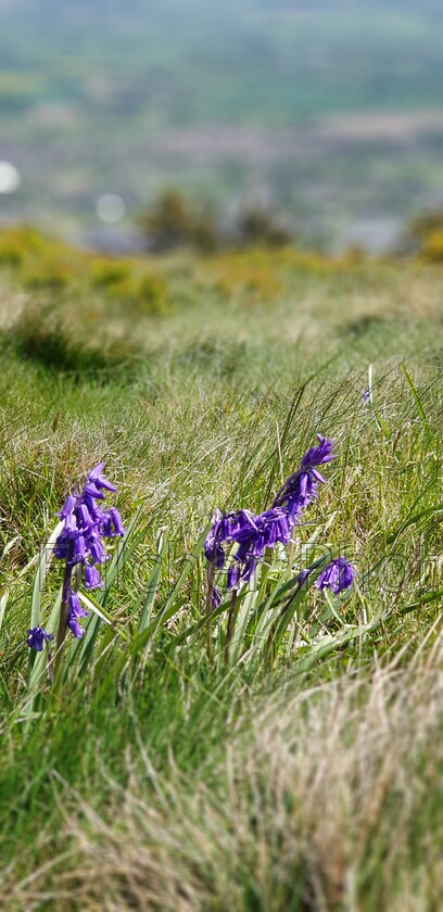 Bluebells on Malvern hills