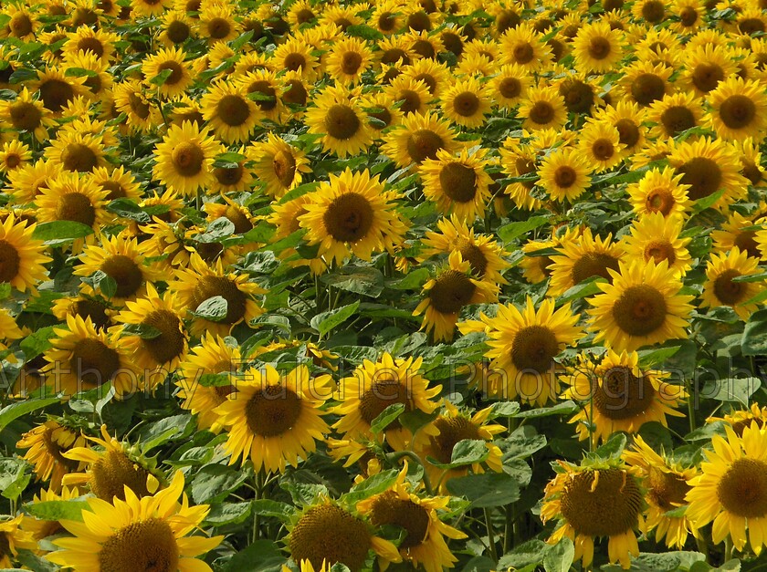 Sunflowers