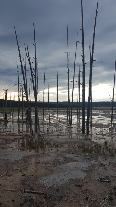 Yellowstone NP