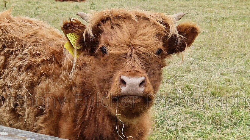 Cow 
 Highland calf 
 Keywords: cow, highland cow, farm, animal, calf, highland cow, brown,