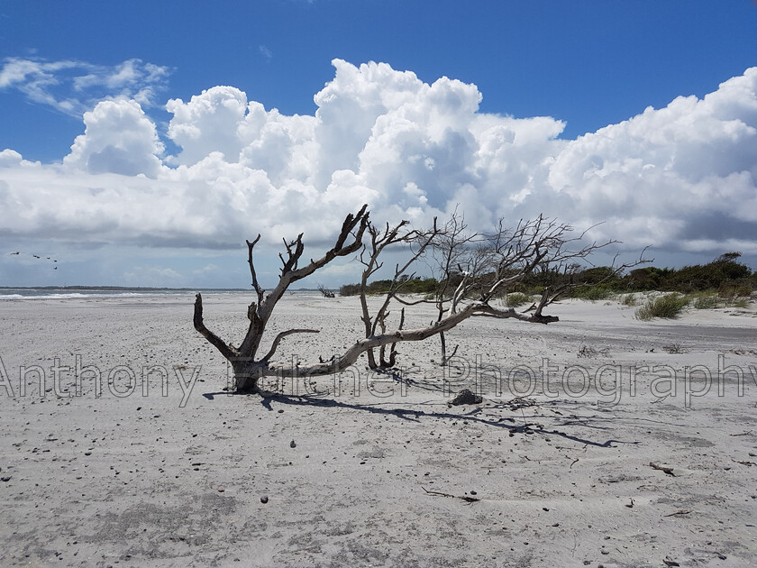 driftwood tree 
 A driftwood tree on a beach in the Carolinas USA 
 Keywords: beach, carolina, driftwood, tree, scenery, landscape, seaside, sea, sand, sky, summer, hot,